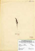 藏品(小葉鐵角蕨)的圖片